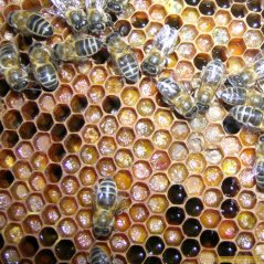 5-abejas-elaborando-pan-de-abeja-para-apiterapia-en-un-panal-de-la-colmena